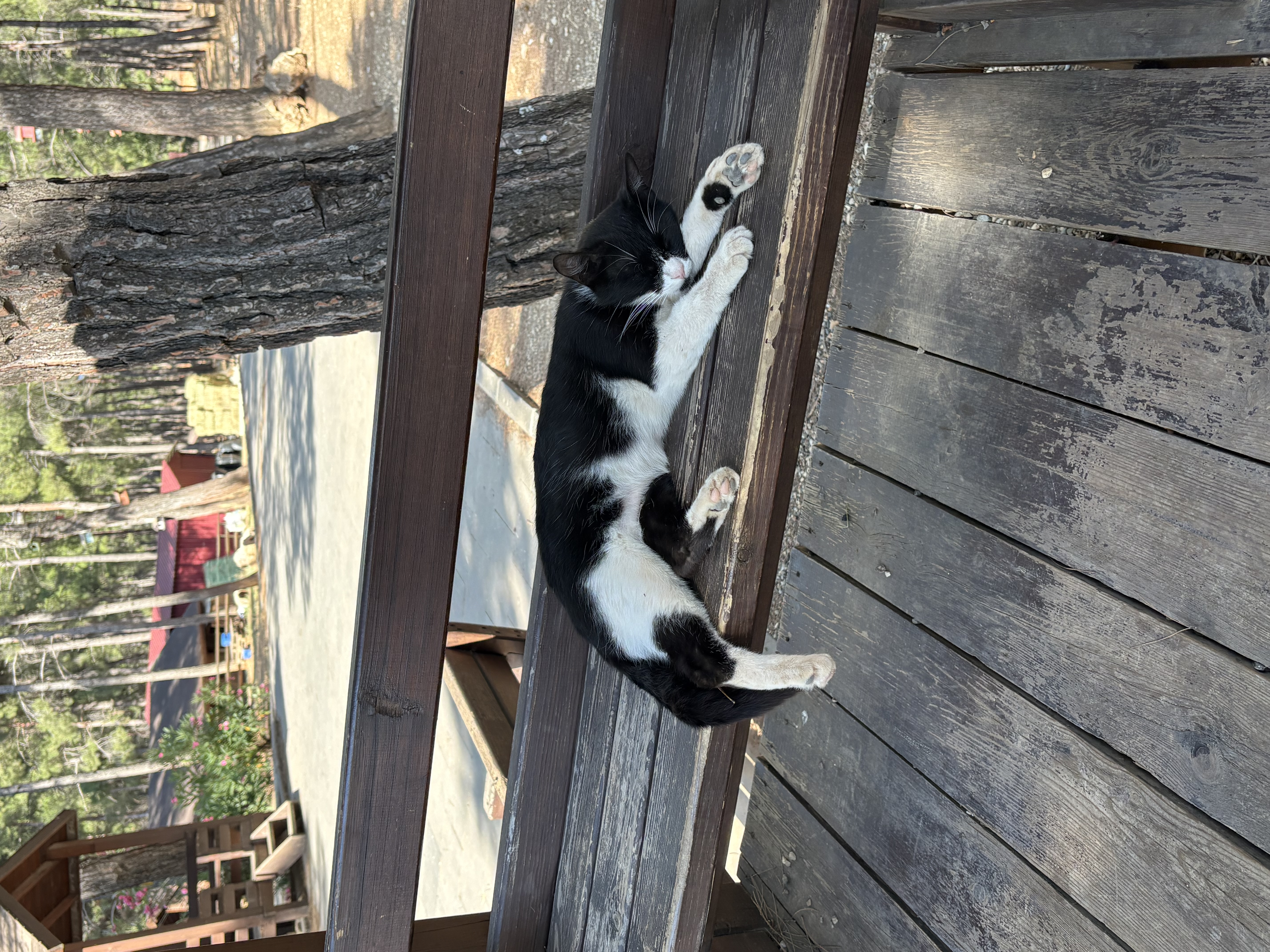 Dinlenen Kedi