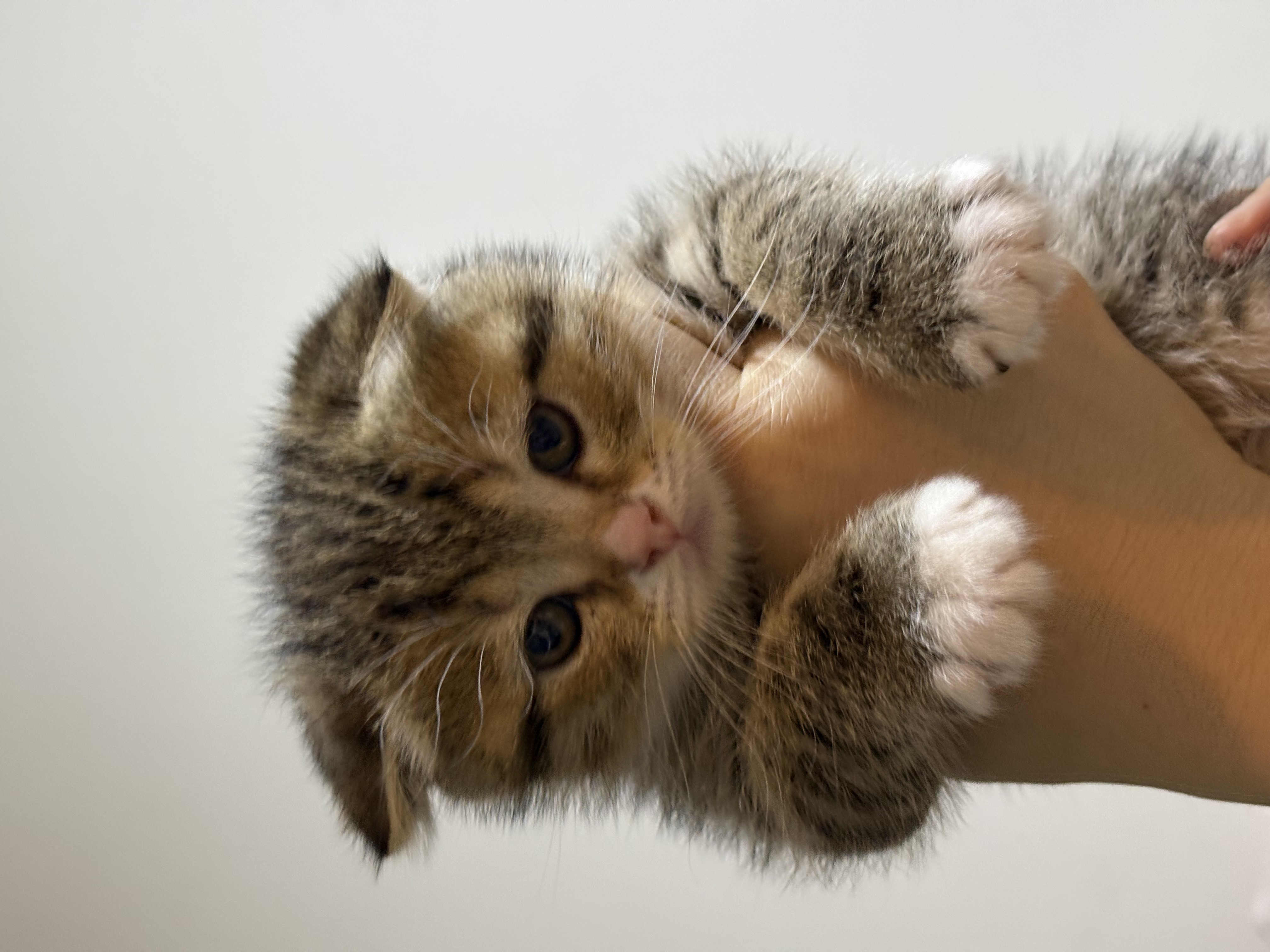 Yavru Kedi