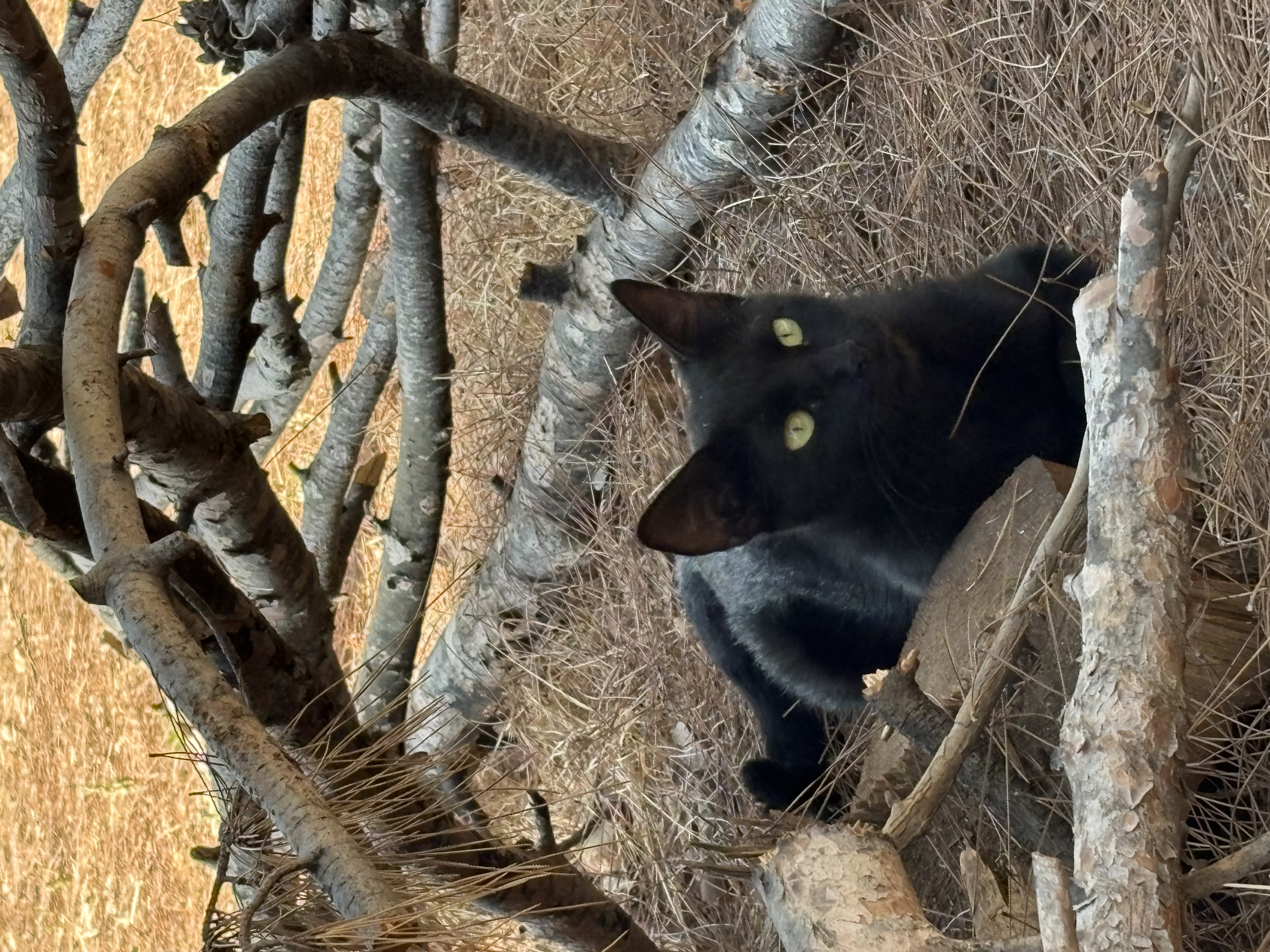 Kara kedi